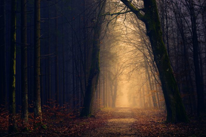 dark woods in the fall with. a brightly lit path