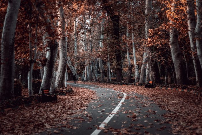 road covered in leaves in autumn